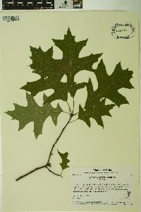 Quercus palustris image