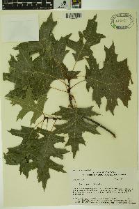 Quercus palustris image