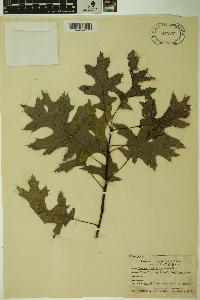 Quercus palustris image