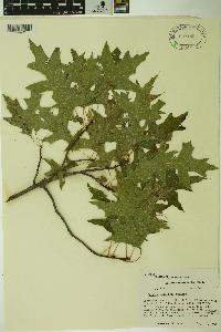 Quercus palustris image