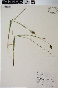 Carex hoodii image