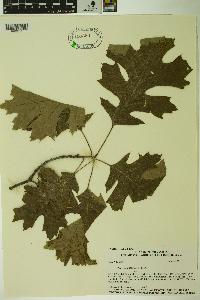 Quercus palustris image