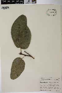 Quercus polymorpha image