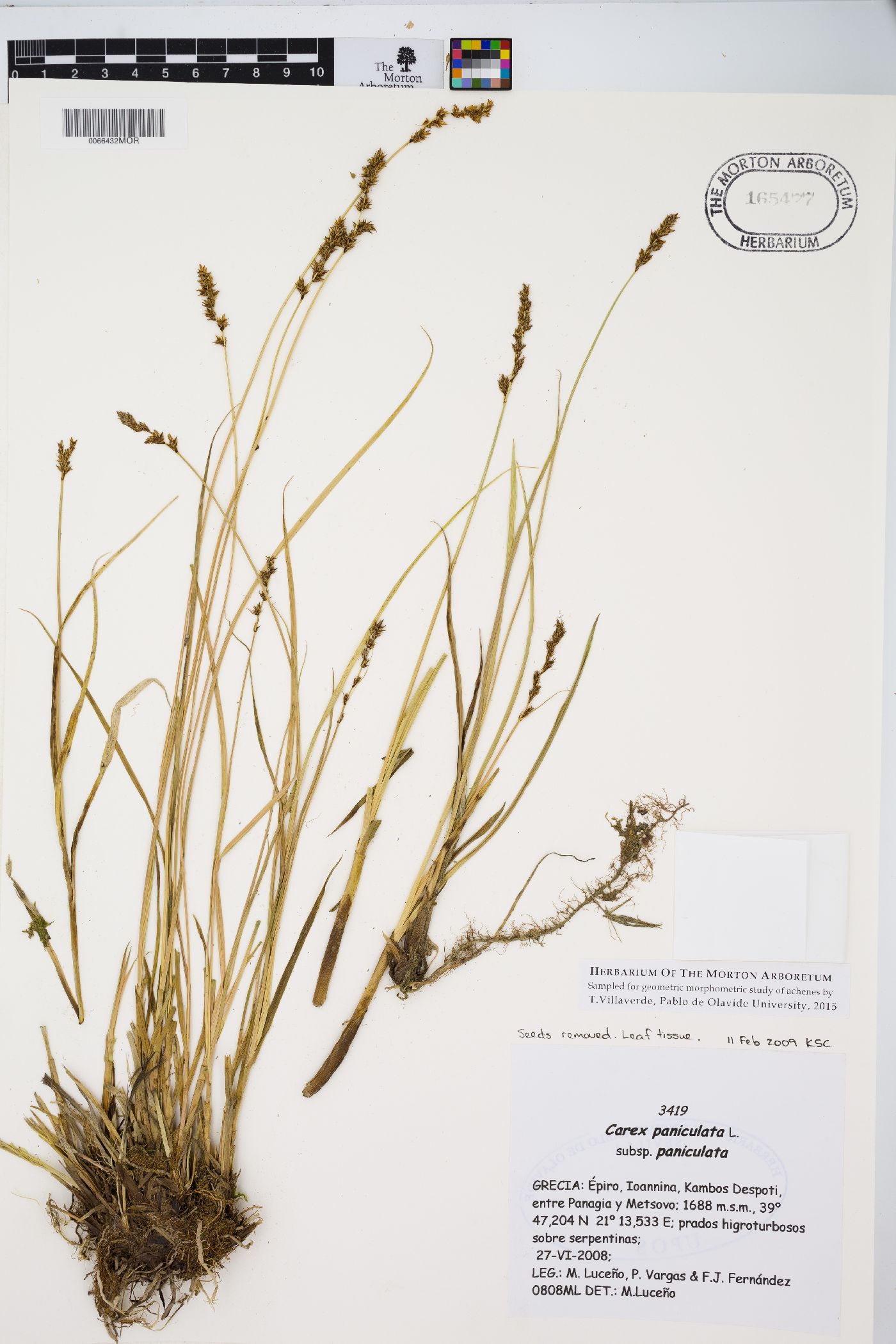 Carex paniculata subsp. paniculata image