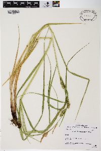 Carex trichocarpa image