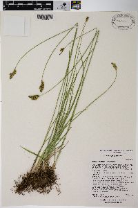 Carex wootonii image