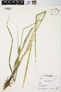 Carex lacustris image