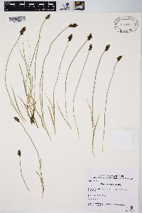 Carex enervis image