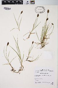 Carex enervis image