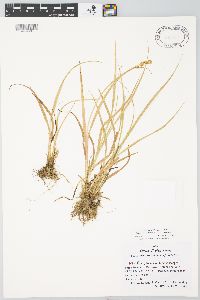 Carex divulsa subsp. leersii image