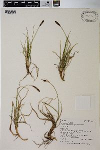 Carex scirpoidea image