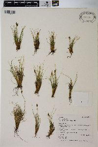 Carex nardina var. hepburnii image