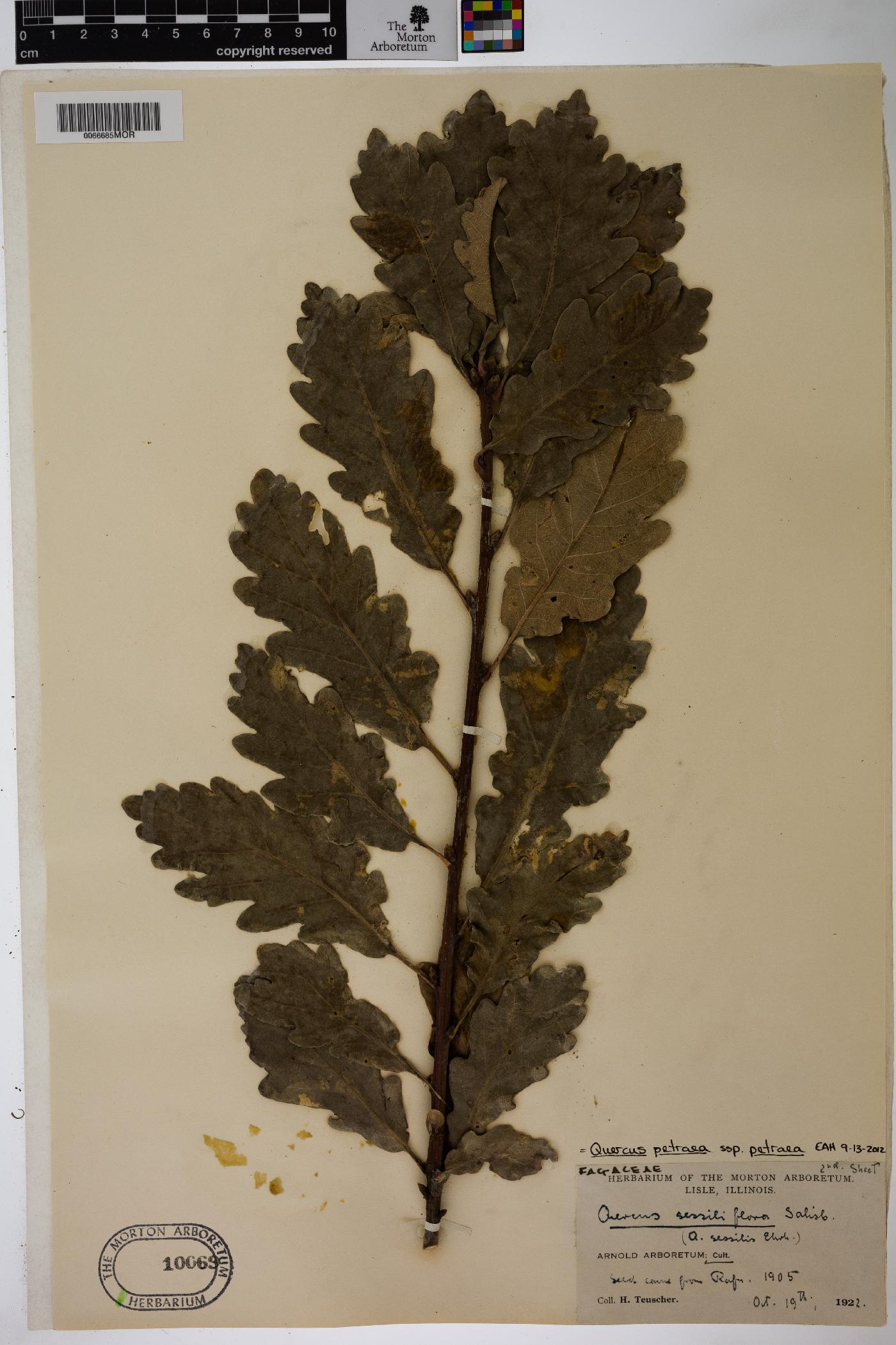 Quercus petraea image