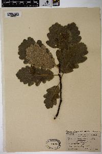 Quercus petraea image