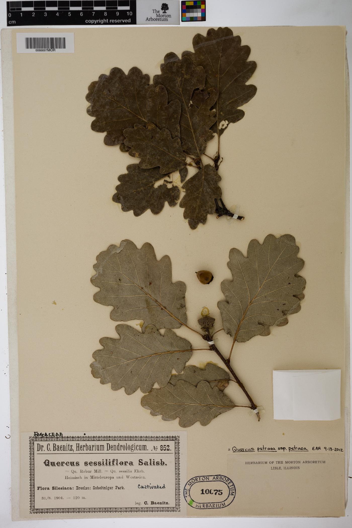 Quercus petraea image