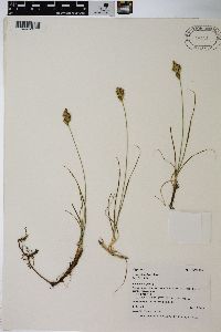 Carex douglasii image