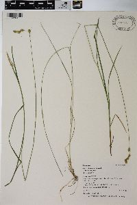 Carex deweyana var. deweyana image