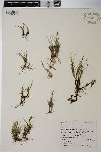 Carex rupestris image