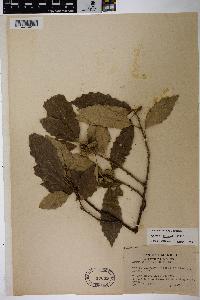 Quercus prinoides image