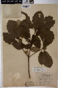 Quercus prinoides image