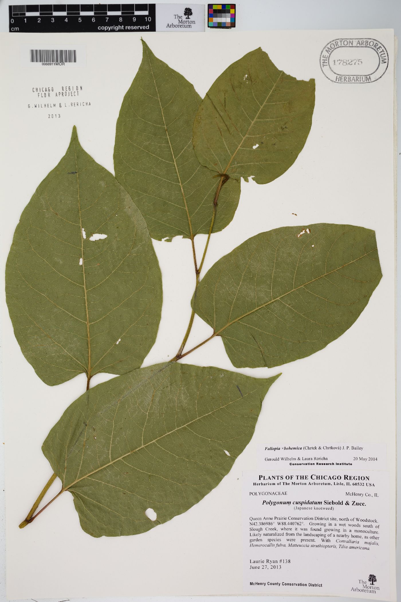 Reynoutria × bohemica image