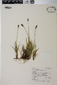 Carex scirpoidea image