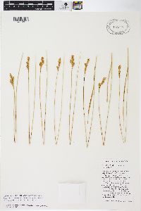 Carex davyi image