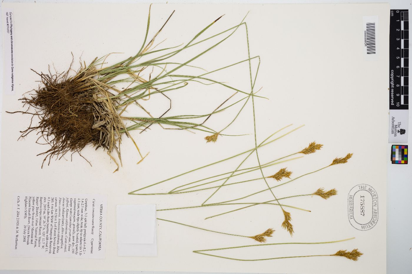 Carex constanceana image