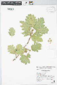 Quercus pubescens image