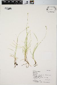 Carex disperma image