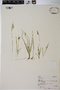 Carex aurea image