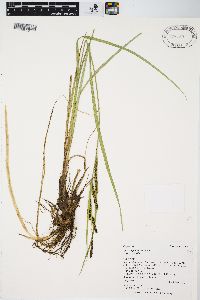 Carex aquatilis var. aquatilis image