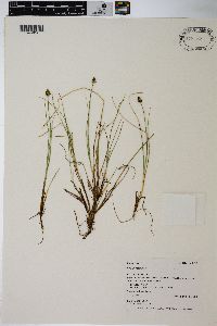 Carex capitata image