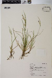 Carex aurea image