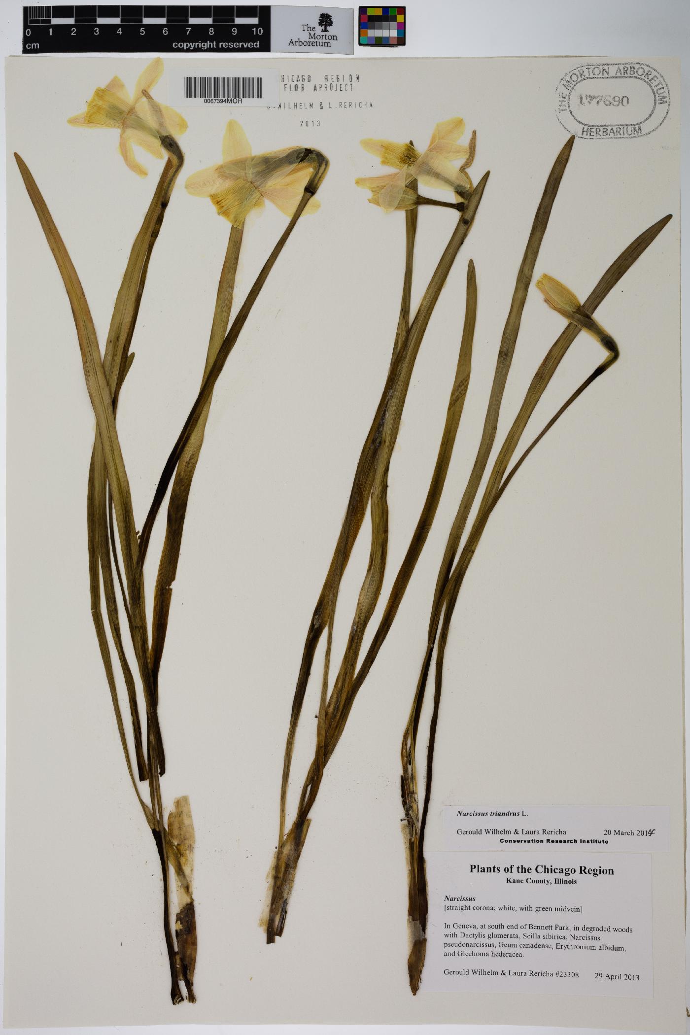 Narcissus triandrus image