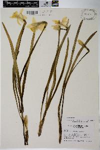 Narcissus triandrus image