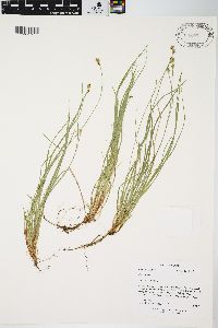 Carex peckii image