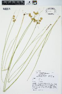 Juncus nodosus image