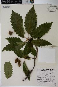 Quercus montana image