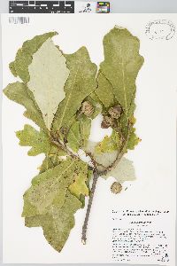 Quercus bicolor image