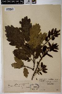 Quercus petraea image