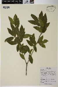 Quercus baronii image