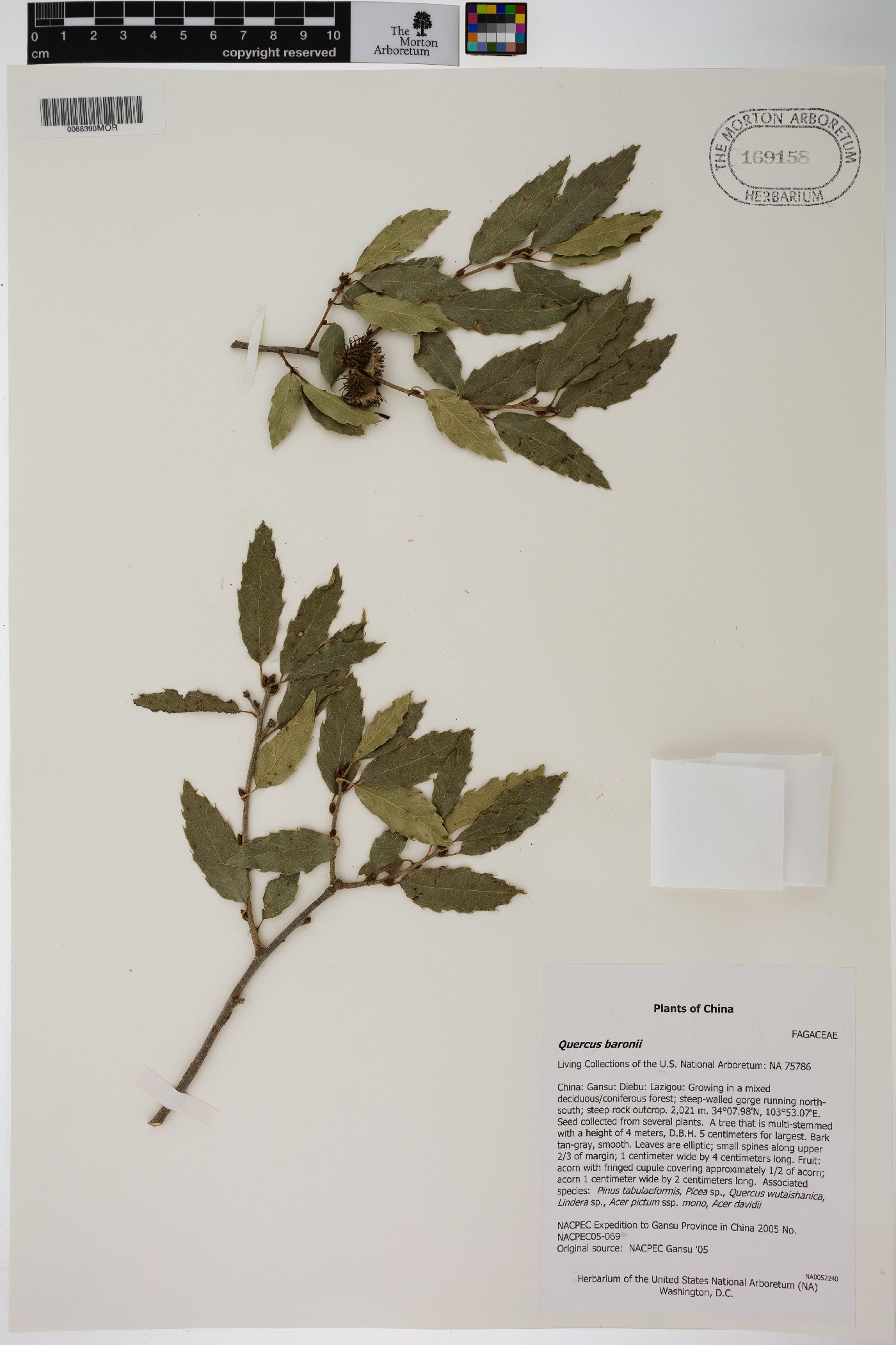 Quercus baronii image