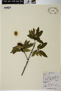 Quercus baronii image