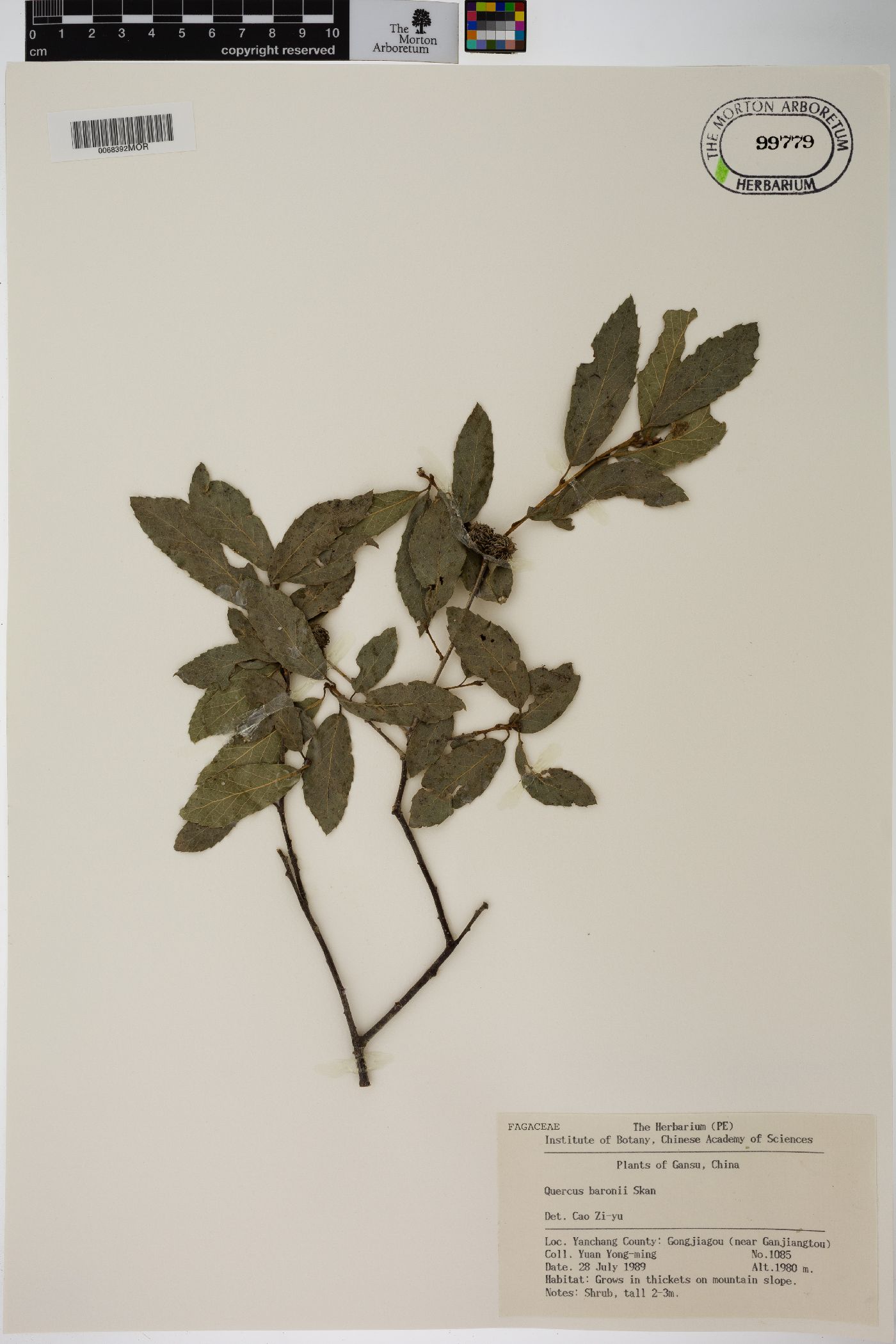Quercus baronii image