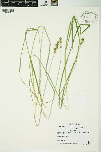 Carex normalis image