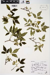 Acer griseum image