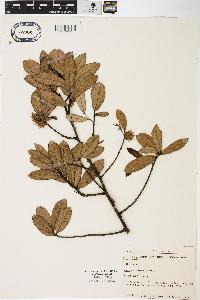 Quercus geminata image