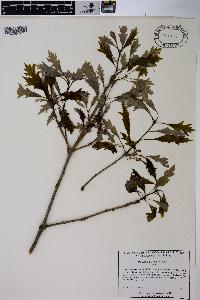 Quercus lyrata image