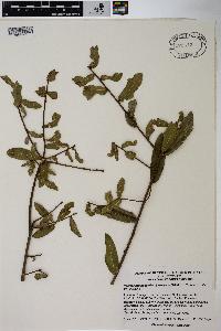 Quercus hemisphaerica image